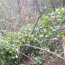 송이마트 이미지