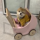 개를 위한 하루 이미지