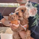 댕케 | 파주강아지케이크 _ 너무 귀여운 반려동물을 위한 케이크 <댕케>