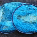 붕어의 신 이미지