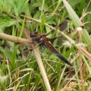 주암호 생태습지 이미지