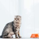 어느날그루밍 이미지