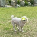 강원도 애견펜션, 이루와 (1) / 홍천 애견동반 독채 숙소