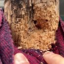 펌)형편없는(?) 문해력보다 더 놀라운 것은---펌)민주당, '이재명 암살미수 진실 반드시 밝힌다' 이미지