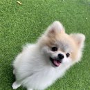 로아동물병원 이미지