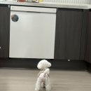 The 이뿌개 이미지