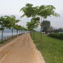 나무고아원 이미지