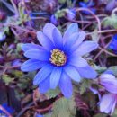 강남번역 이미지