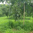 삼복농장 이미지