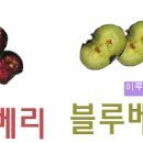 빌베리 이미지