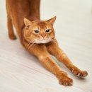 꾹꾹이 하는 고양이(kneading cats) | 고양이와 관련된 영어 단어 정리 영어표현! (골골송, 꾹꾹이, 무릎냥이, 식빵, 집사)