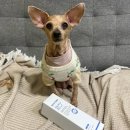 바디플러스 | 강아지순한샴푸 추천 페토세라 바디워시 모이스처플러스 솔직후기