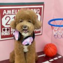 아멜리몽 이미지