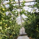 산너머그집 | 대구 수성구 고모동 산너머그집 농원에서 26개월 아기와 첫 감귤 따기 체험!