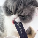 반려동물보감연구소 이미지