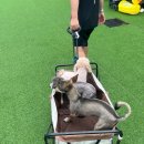 원더풀3 | [안성] 강아지 수영장 원더풀도그베이 찐! 내돈내산 후기 &amp; 준비물 총정리