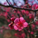 대영농원 이미지