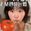 토마토 꼭지 곰팡이 먹어도 될까 오래보관 하는법 이미지