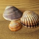 레인보우조개 네이버블로그