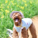 라임펫 | 강아지 썬캡 베일리펫 UV 쿨링캡 여름 산책용품 필수템 후기