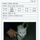 고양이 행복 쉼터 이미지