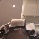 해피퍼피 미용실 | 막학기시리즈: 에겐녀로 살아남기1