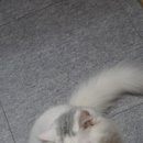 우다닥 고양이 호텔 이미지