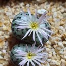 스테이너와 이미지