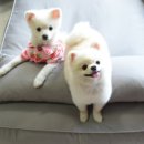 디엔씨펫 네이버블로그