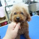 까미애견샵 이미지