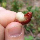 커피학개론