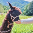 가평 양떼목장 이미지