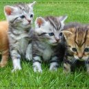 행복한동물병원 이미지