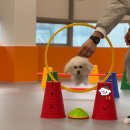 밤밤 애견유치원 이미지