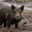 멧돼지집 이미지