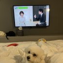 홍's 펫푸드 | [강남 반려견 동반호텔] 호텔카푸치노 바크킹룸/룸서비스/스파패키지 솔직후기(BTS 방문호텔)🐾🐕