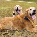 블루 독 스쿨 이미지