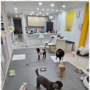 메가펫 애견호텔 이미지