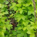 더덕농장 이미지