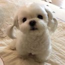 서동물병원 이미지