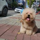 소망애견미용실 이미지