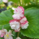 코코넛아이스베고니아 에셀리아나 이미지