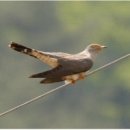 뻐꾸기PC 이미지