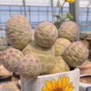 크로바 농원 이미지