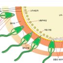 포유동물 난자의 수정을 위한 생존시간 이미지