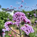 펜션화랑 이미지