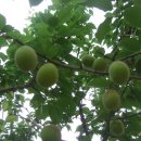 비둘기농장 이미지