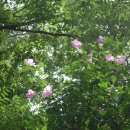 솔잎향기 이미지