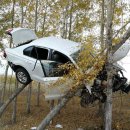 비행기나무 이미지