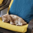 하이펫 애견샵 | 반려동물 이제는 펫 적금과 펫 보험과 함께[고양이·강아지]